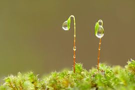 Zusammensetzung (Zwei Moose mit Tropfen) von Caroline Lichthart