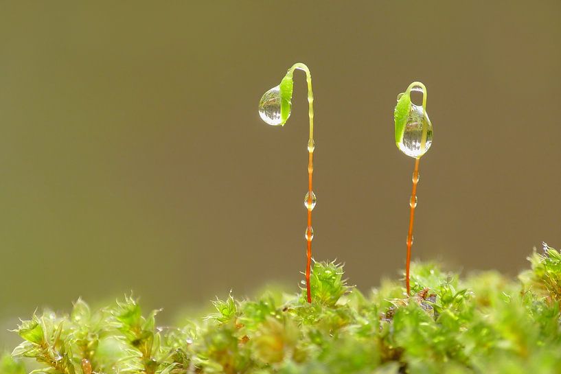 Composition (Two Mosses with Drops) by Caroline Lichthart