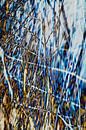 Abstract reeds 5 by Pieter van Roijen thumbnail