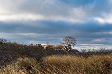 Dune and house on the coast of the Baltic Sea in Ahrenshoop on the Fi