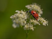 Ladybug