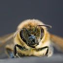 Honigbiene von Marlies Wolfert Miniaturansicht