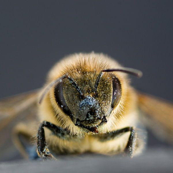 Honigbiene von Marlies Wolfert