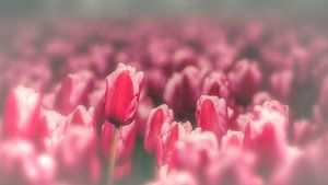 Blumenzwiebelfeld mit rosa Tulpen