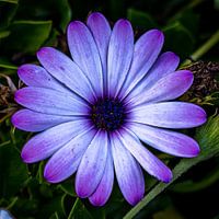 Fleur violette