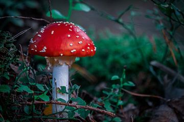 Kabouter paddenstoel van Jayzon Photo