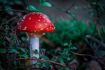 Champignon gnome sur Jayzon Photo