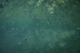 Abstract pattern of fish in turquoise water by Bram Tempelaar Photography