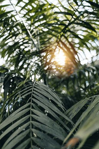 Evening sun through the leaves
