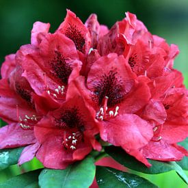 Rododendron in bloei by Corry Husada-Ghesquiere