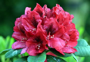 Rododendron in bloei by Corry Husada-Ghesquiere