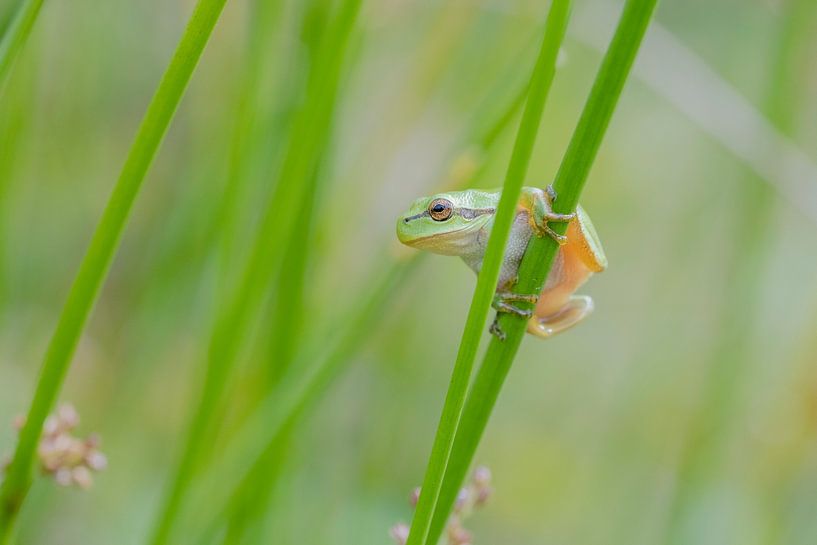 Ready to jump! by Larissa Rand