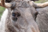Moose