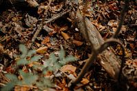 Find the frog!