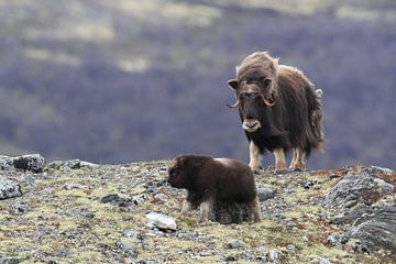 Muskusos in Dovrefjell nationaal park, in de natuurlijke habitat, Noorwegen van Frank Fichtmüller