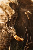 Rustende olifant badend in zonovergoten sereniteit