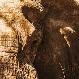 Rustende olifant badend in zonovergoten sereniteit van Geke Woudstra