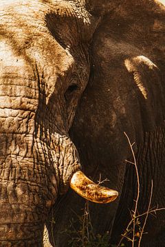 Rustende olifant badend in zonovergoten sereniteit