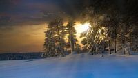 Abendstimmung im Pasvik Nationalpark