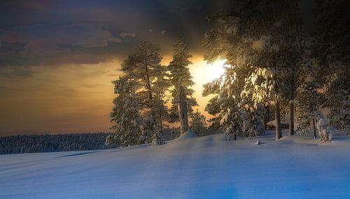 Avondsfeer in Pasvik Nationaal Park