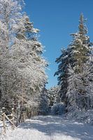 Zweden 0126