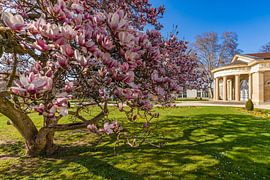 Magnolienblüte im Kurpark von Bad Cannstatt von Werner Dieterich
