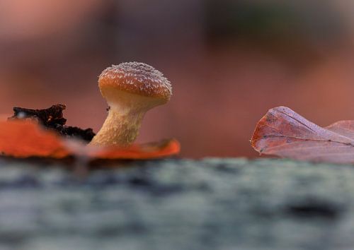 Un champignon appelé hallimash dans la douce lumière du soir. On l'appelle aussi champignon à miel.