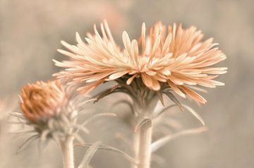 Aster sur Violetta Honkisz