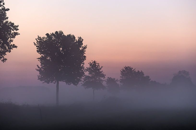 mist tussen de bomen van Tania Perneel
