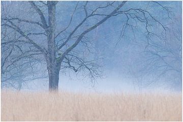 Early winter morning by Hetwie van der Putten