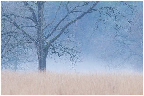Vroege winterochtend