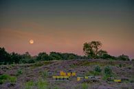 Moonrise over heather by joas wilzing thumbnail