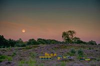 Moonrise over heather