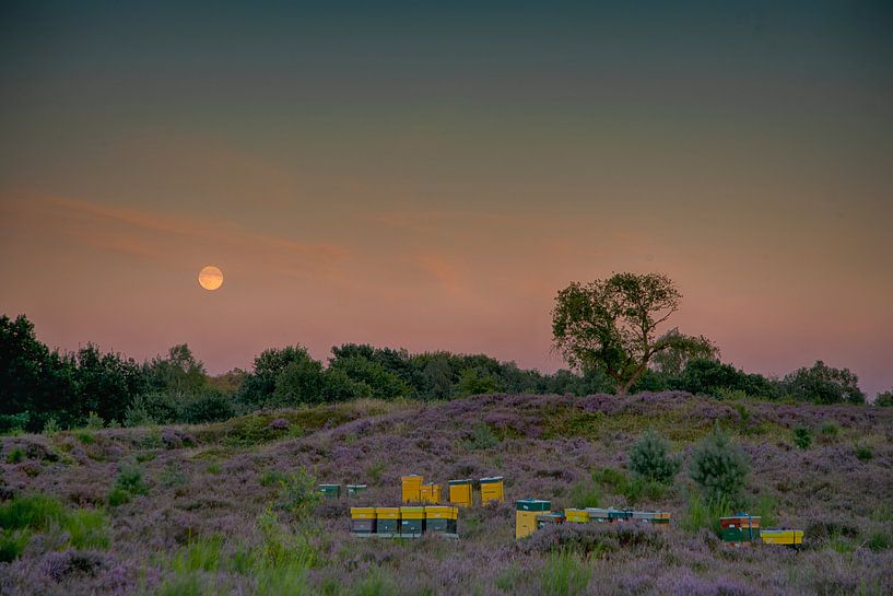 Moonrise over heather by joas wilzing