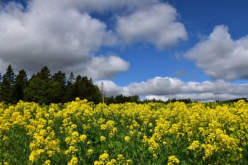 Een koolzaadveld in de zomer