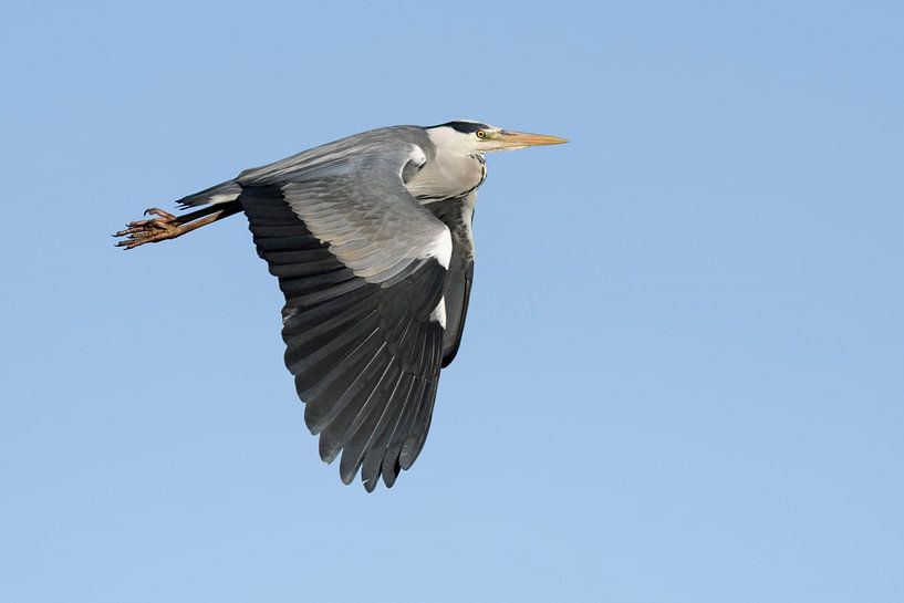 Grijze reiger ( Ardea cinerea ) tijdens de vlucht, wilde dieren, Europa. van wunderbare Erde