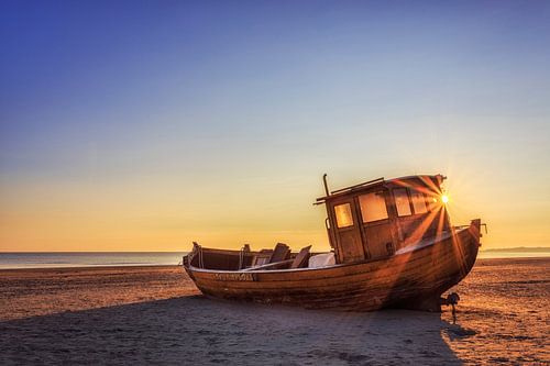 stranded petrel by Daniela Beyer