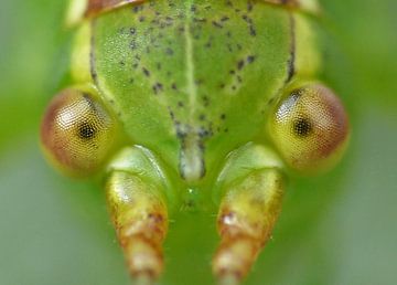 Grasshopper by Gonnie van Hove