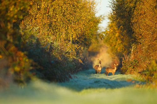 Reeën in een herfstachtig decor