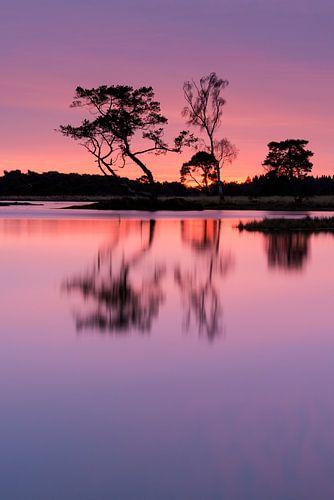 Strabrechtse Heide 289