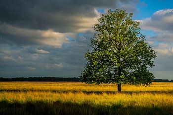 Drenthe Doldersumveld