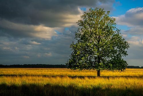 Drenthe Doldersumveld