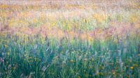 Veldbloemen bewegen in de wind