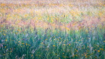 Feldblumen bewegen sich im Wind von Erwin Pilon
