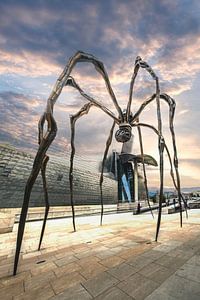 L'araignée sur Frans Nijland