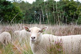 Mutterschaf in Harmonie von Marleen Tackenberg – Schaapherder & Natuurliefhebber