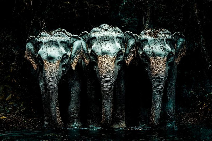 Trois éléphants près de l'eau par Art & Soul Creations