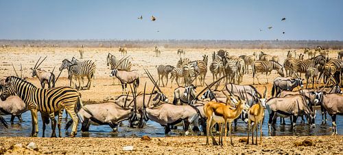 Spektakuläre Safari-Szene am Wasserloch in Etosha, Namibia