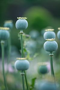 Boules de sommeil sur Ernesto Schats