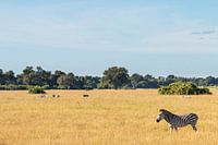 Zebra in the open field in Zambia